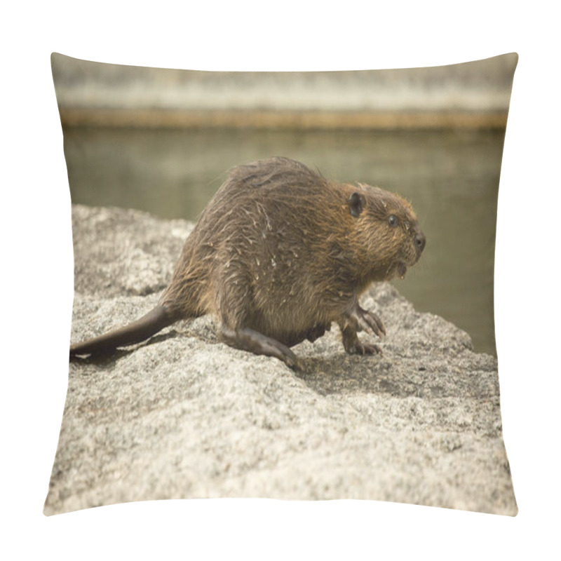 Personality  Eurasian Beaver (Castor Fiber) . Pillow Covers