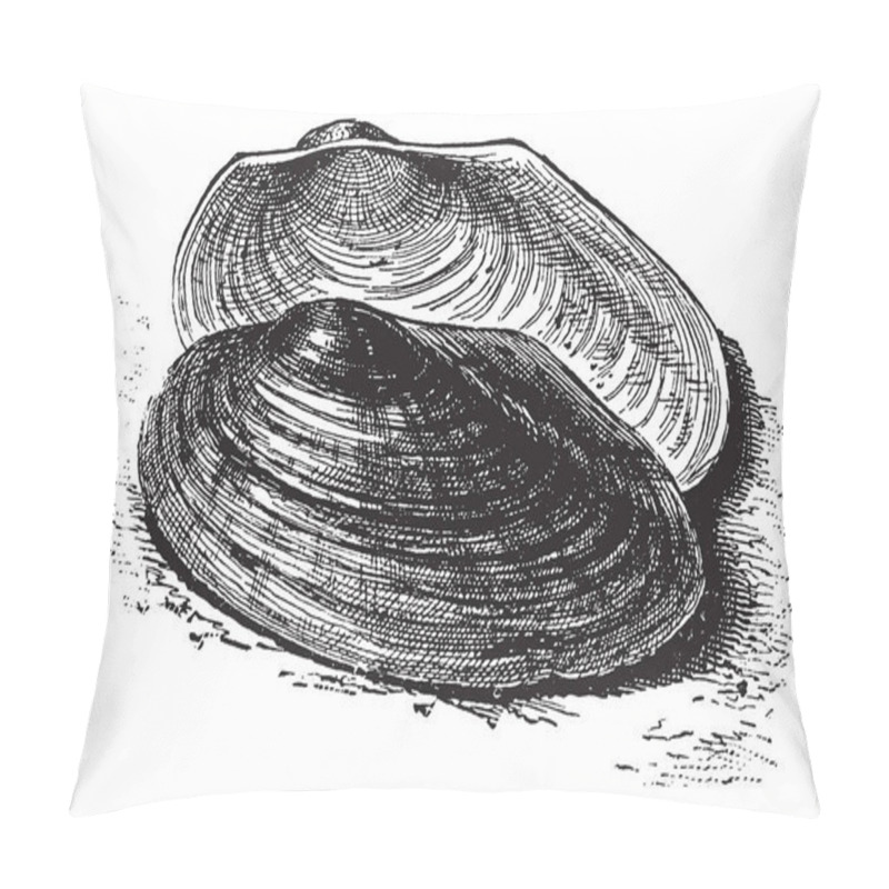 Personality  River Mussel Is A Species Of Freshwater Mussel An Aquatic Bivalve Mollusk In The Family Unionidae, Vintage Line Drawing Or Engraving Illustration. Pillow Covers