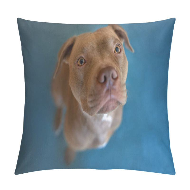 Personality  Pit Bull Terrier Dog Portrait Indoors, Looking Up Pillow Covers