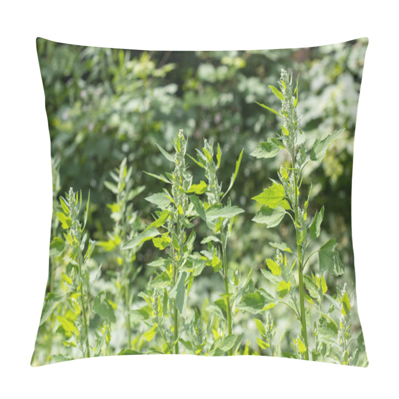 Personality  Orache On The Meadow Pillow Covers