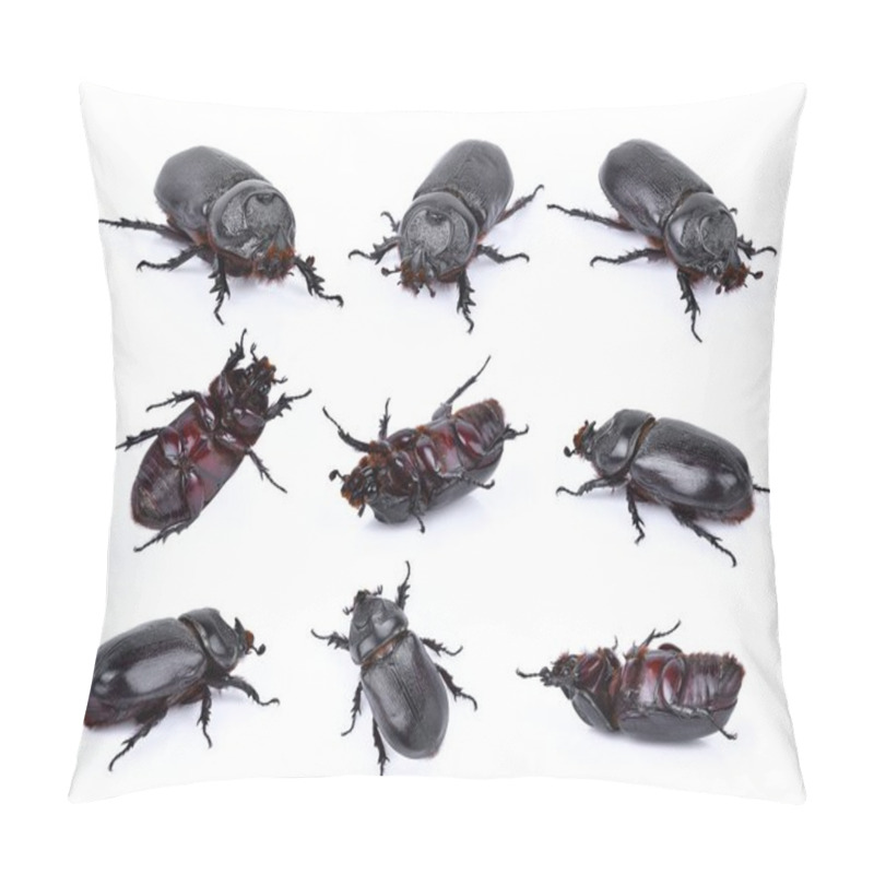 Personality  Beetles In Nature ,Rhino Beetle (Dynastinae) Isolated On White B Pillow Covers