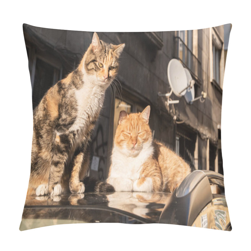 Personality  Two Adorable Street Cats On Car Roof Closeup On Autumn Sunny Day Pillow Covers