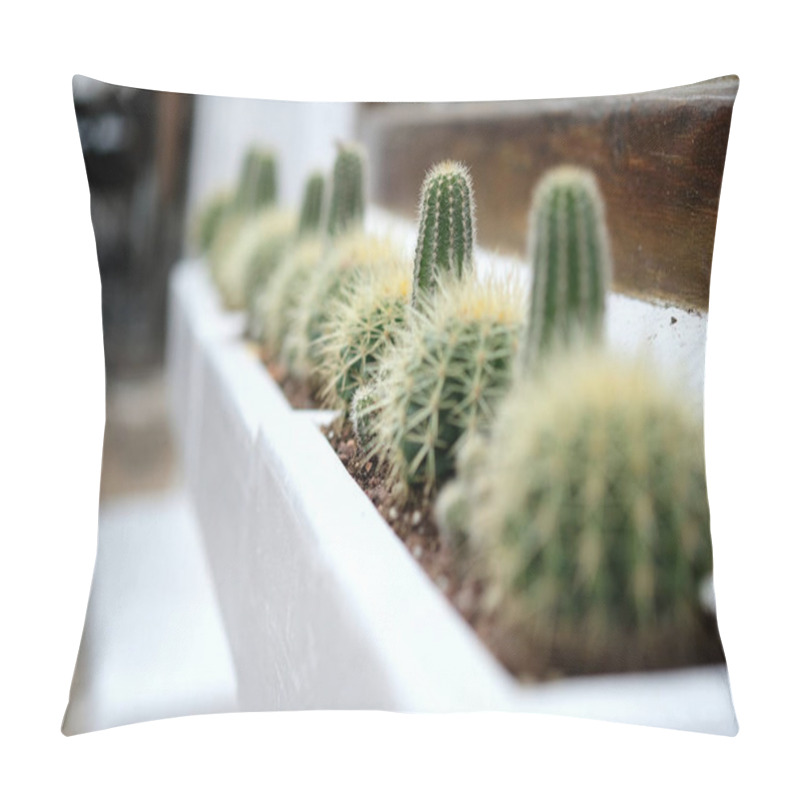 Personality  Close-up Of Cultivated Cactuses In A Row On A Window Sill. Selective Focus Pillow Covers