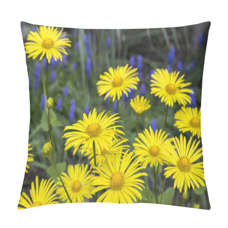 Personality  Group Of Doronicum Orientale Yellow Flowers In The Garden In Spring In Bloom Pillow Covers