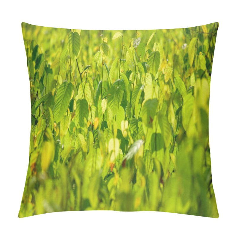 Personality  Fresh Green Leaves Of Shorea Robusta (Sal) Trees In A Dense Forest, Glistening Under Soft Sunlight. A Vibrant Display Of Nature And Seasonal Growth. Pillow Covers