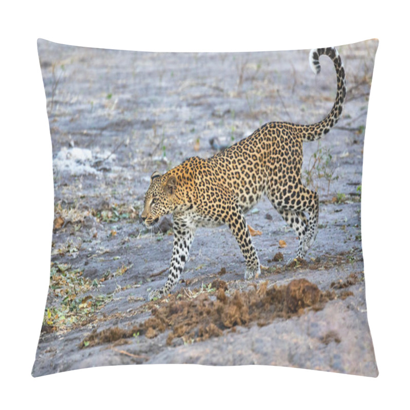 Personality  Frican Leopard Chobe Botswana, Africa Wildlife Pillow Covers