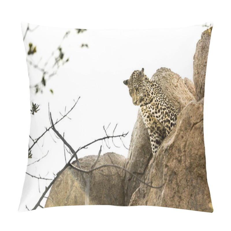 Personality  Leopard Watching From A Boulder In Kruger National Park, South Africa ; Specie Panthera Pardus Family Of Felidae Pillow Covers