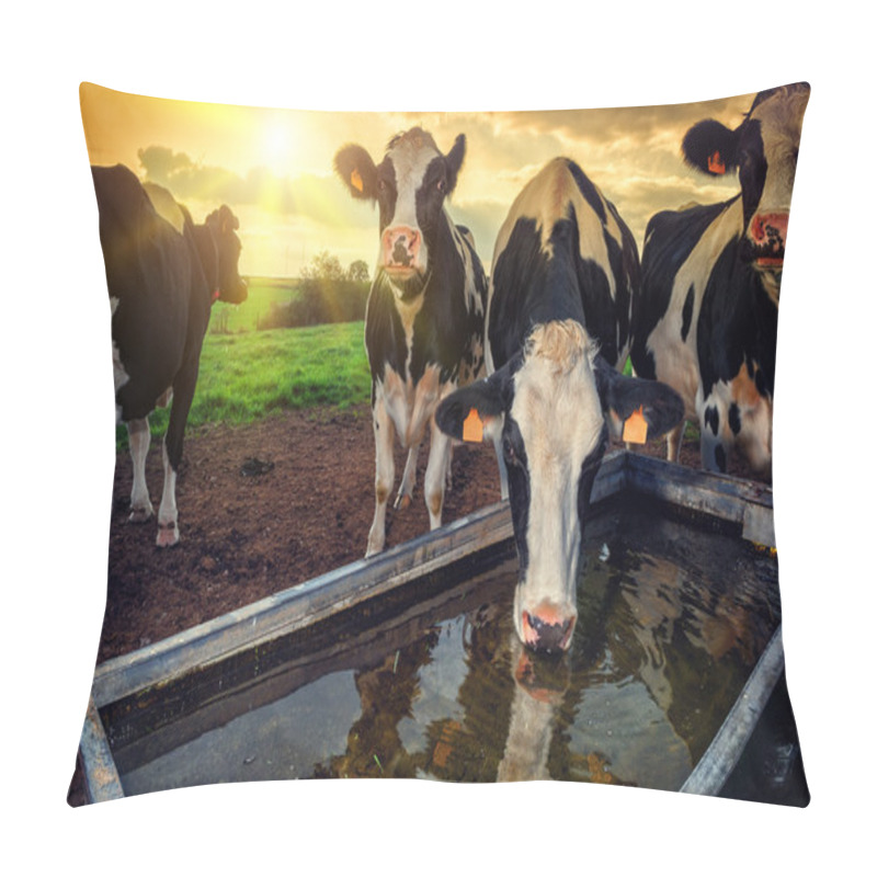 Personality  Herd Of Young Calves Drinking Water Pillow Covers