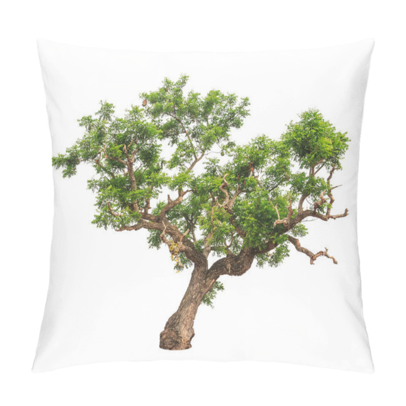 Personality  Neem Plant (Azadirachta Indica), Tropical Tree In The Northeast Pillow Covers