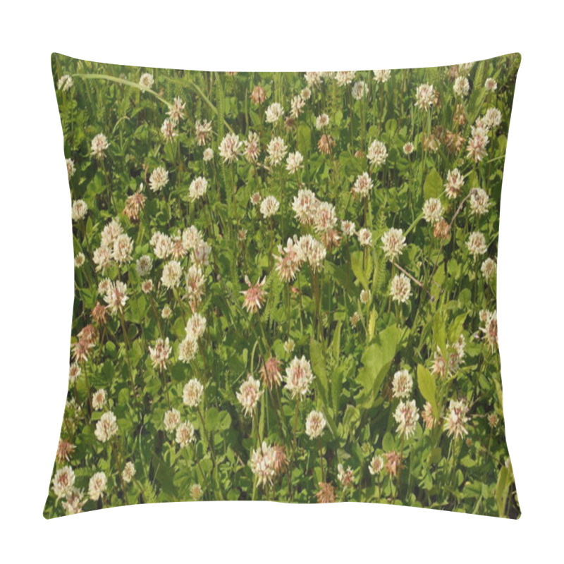 Personality  White Clover Flowers Among The Grass. Trifolium Repens. Pillow Covers