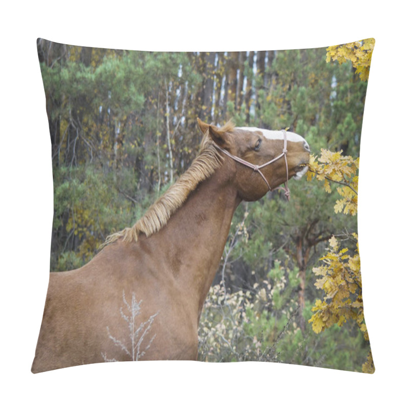 Personality  Brown Horse With A White Blaze On His Head Is Standing On Background Of The Autumn Forest Pillow Covers