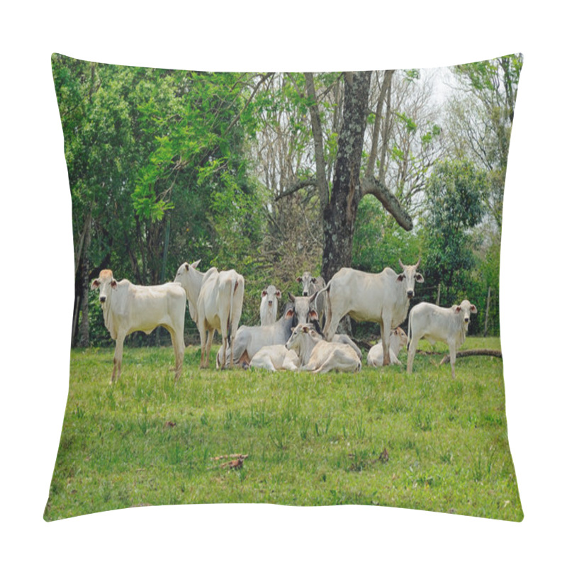 Personality  Zebu Cows In A Farm Field Pillow Covers