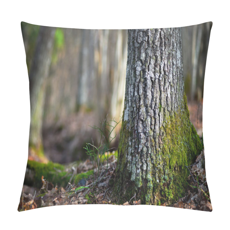 Personality  Conifer Tree  In Wilderness Area Pillow Covers