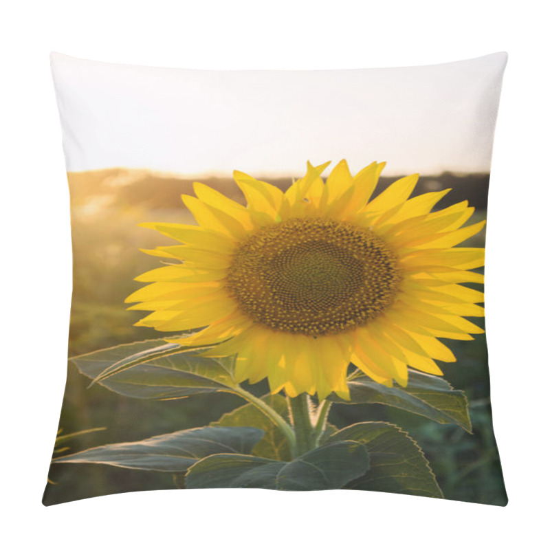 Personality  Beautiful Young Sunflower Grow In A Field At Sunset. Agriculture And Farming. Agricultural Crops. Yellow Flowers. Helianthus. Natural Background. Ukraine, Kherson Region. Selective Focus Pillow Covers