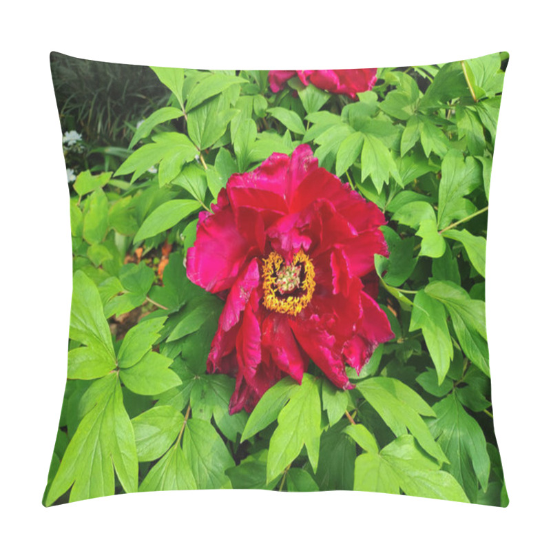 Personality  One Isolated Red Peony Blossoms With Yellow Stamens In The Bush In The Sunny Day Pillow Covers