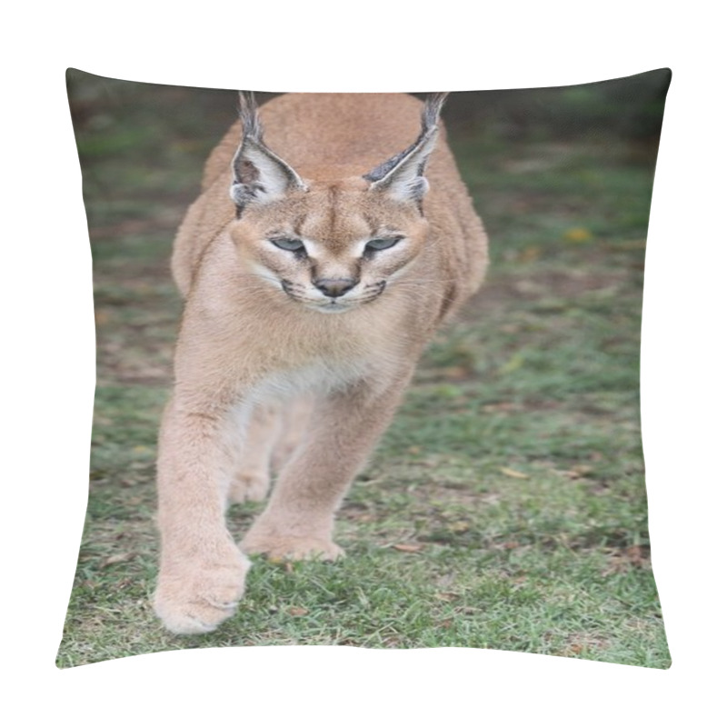 Personality  Caracal Or African Lynx Pillow Covers