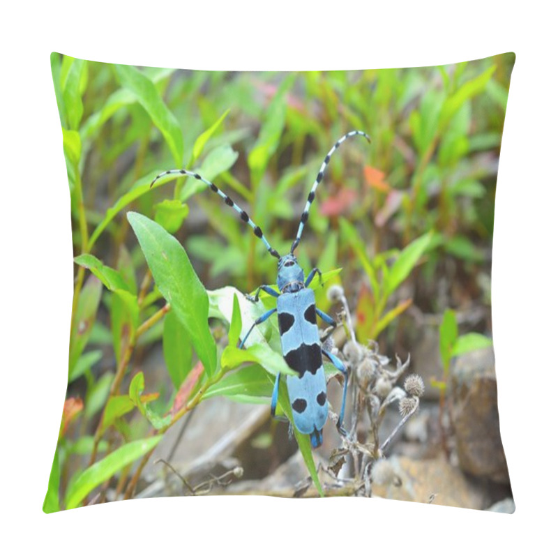 Personality  Rosalia Longicorn (Rosalia Alpina) Pillow Covers