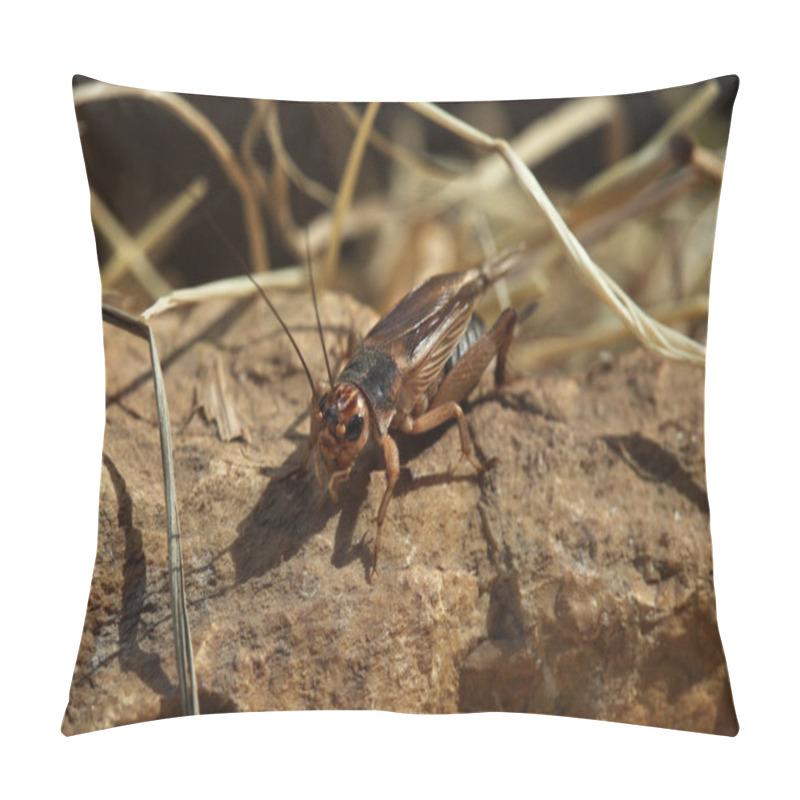 Personality  House Cricket (Acheta Domestica). Pillow Covers