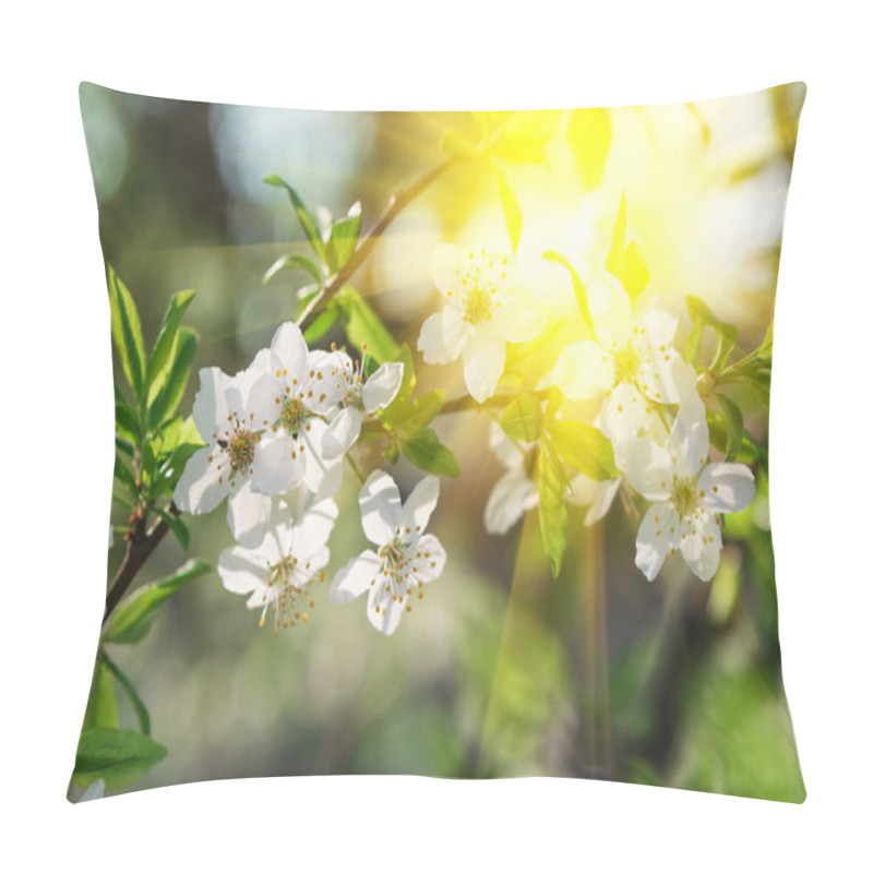 Personality  Cherry Blossom In Full Bloom With Sun Lights Against Blue Sky. Spring Background. Copy Space. Soft Focus Pillow Covers