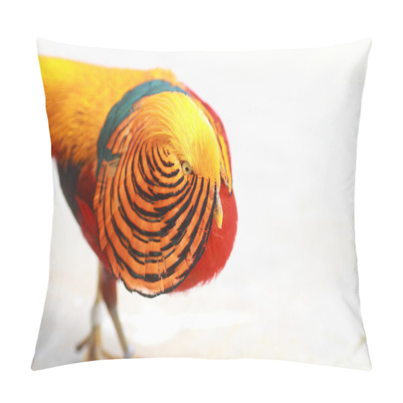 Personality  Golden Pheasant (Chrysolophus Pictus) In China Pillow Covers