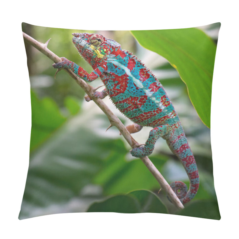 Personality  Panther Chameleon - Furcifer Pardalis, Madagascar. Beautiful Lizard From Madagascar Rainforest, Endemic Colorful. Pillow Covers