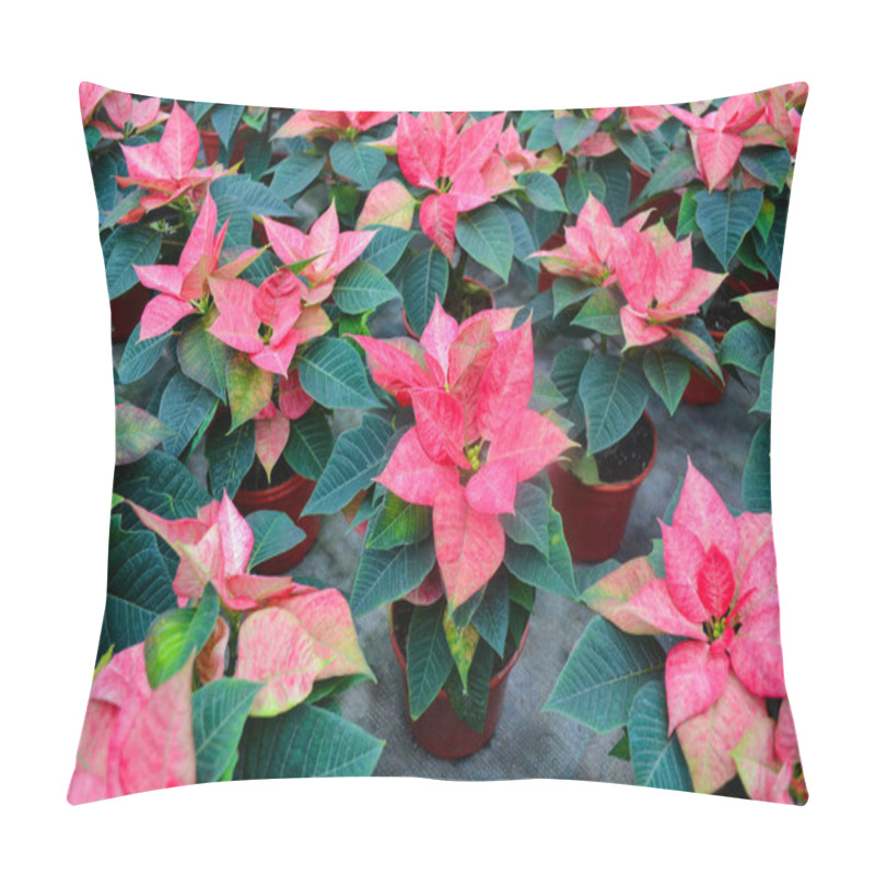 Personality  Flower Carpet Of Bright Pink With White Poinsettia Known As The Christmas Or Bethlehem Star With Variegated Leaves. Variety Da Vinci, Jester Or Cortez Pink. Festive And Flower Background. Pillow Covers