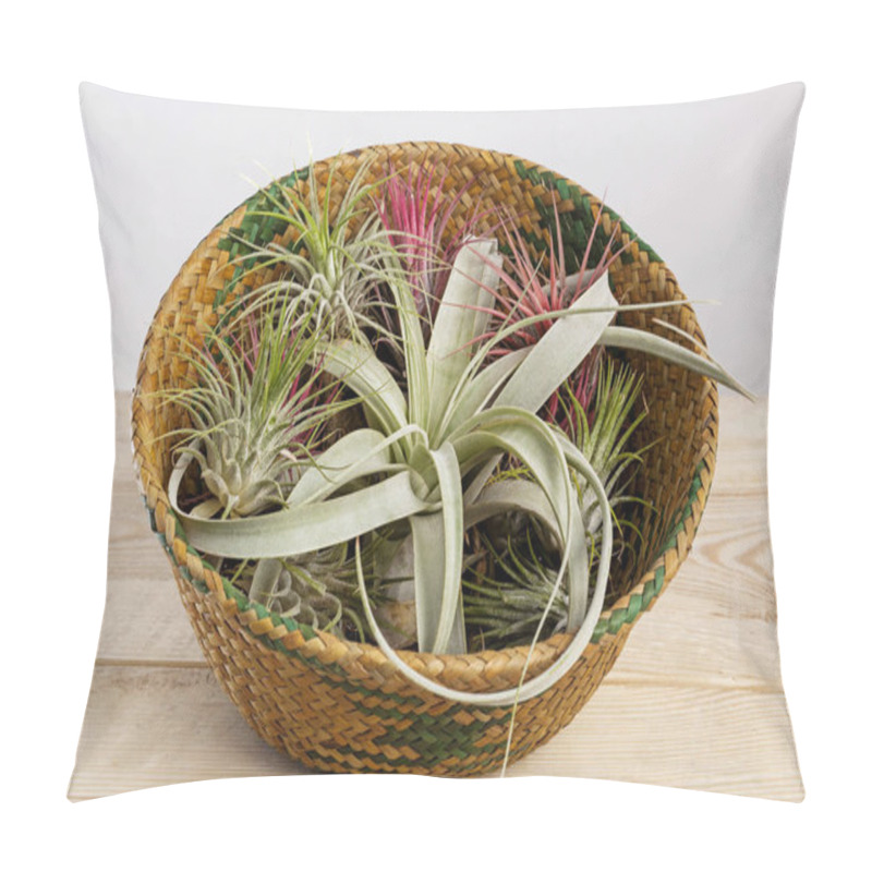 Personality  Set Of Tilandsia Ionantha And Xerographica Airplants In Wicker Basket On Wooden Table Pillow Covers