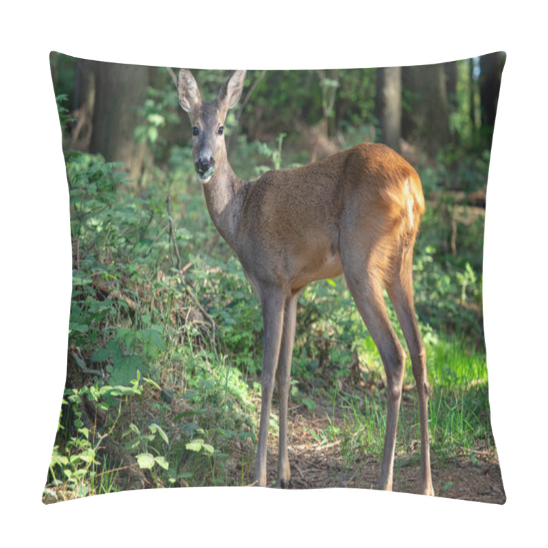 Personality  Roe Deer In Forest, Capreolus Capreolus. Wild Roe Deer In Nature. Pillow Covers