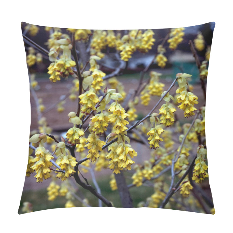 Personality  Scheinhasel, Corylopsis Pauciflora Pillow Covers