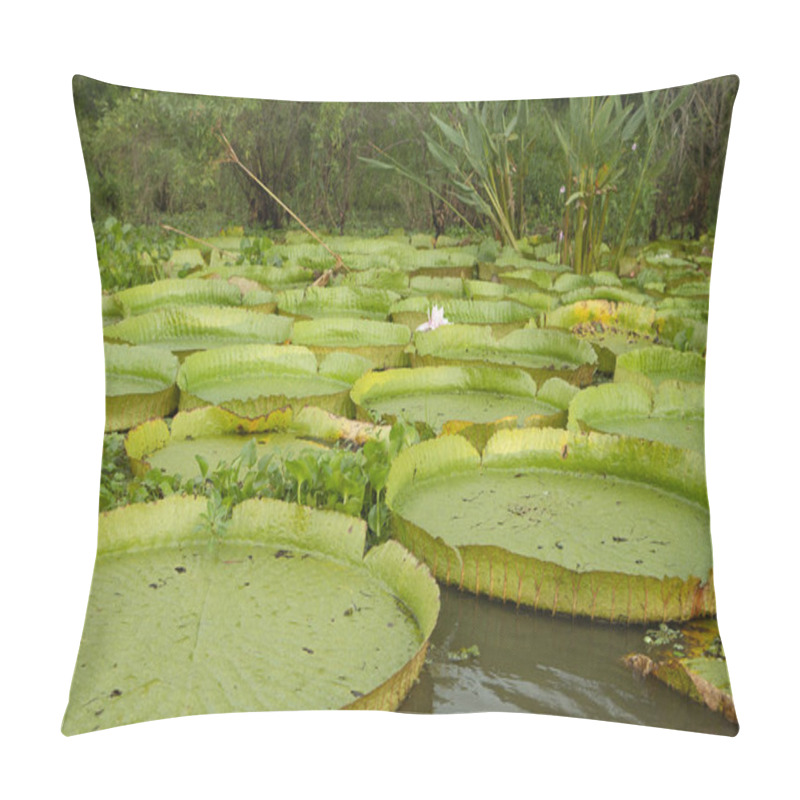 Personality  Exotic South American Aquatic Plants. Closeup View Of Victoria Regia Colony, Also Known As Giant Amazon Water Lily, Large Round Floating Leaves, Growing In The River Shallows. Pillow Covers