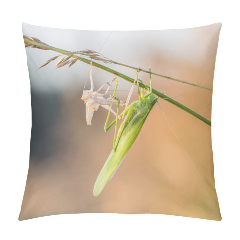 Personality  Great Green Bush-Cricket Shed Skin (Ecdysis) Pillow Covers