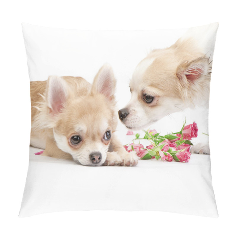 Personality  Love Story, Couple Of Chihuahua Puppies With Roses Pillow Covers