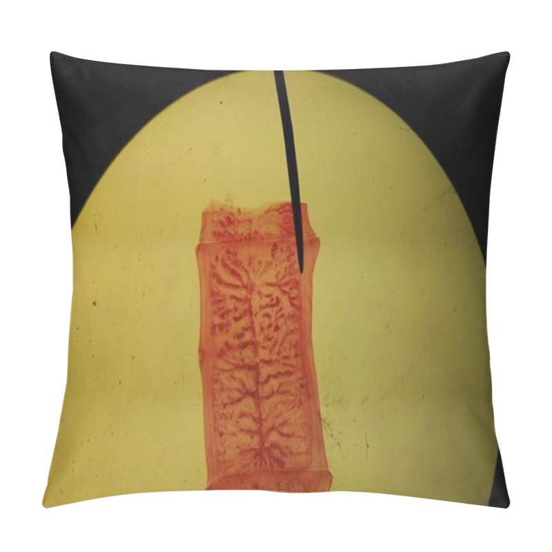 Personality  Close Up Egg With Adult Of Parasite. Pillow Covers