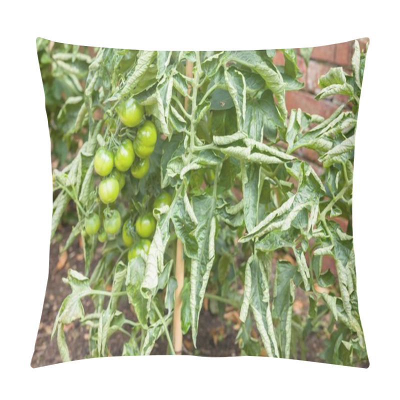 Personality  Close-up Of Curled Leaves On Tomato Plants In A Vegetable Patch. Tomato Leaf Curl, A Common Problem In UK Gardens. Pillow Covers