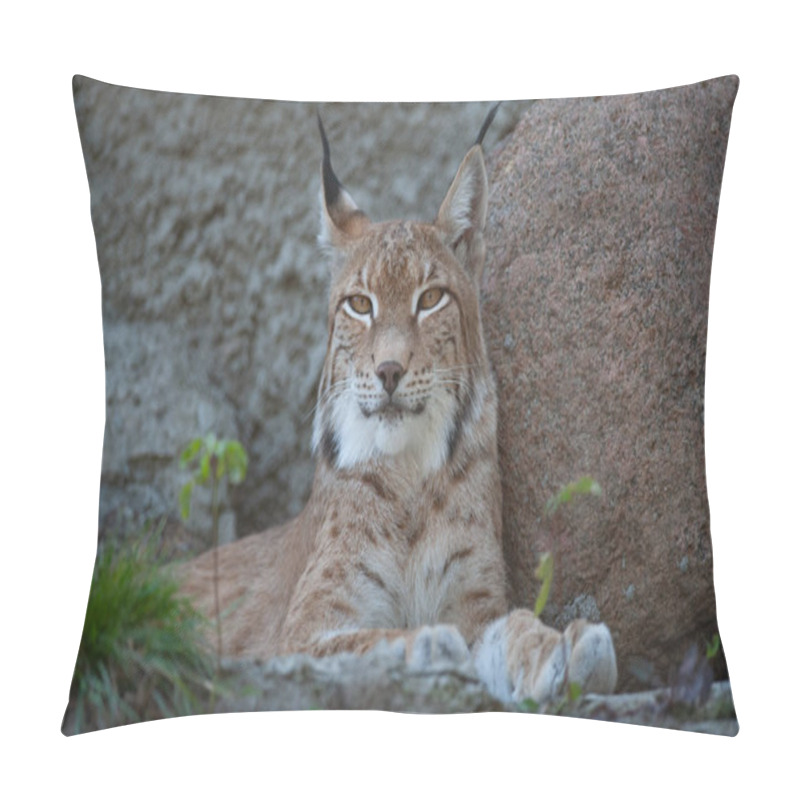 Personality  Eurasian Lynx Lynx Looking At Camera. Wild Nature And Wild Animals Themes Pillow Covers