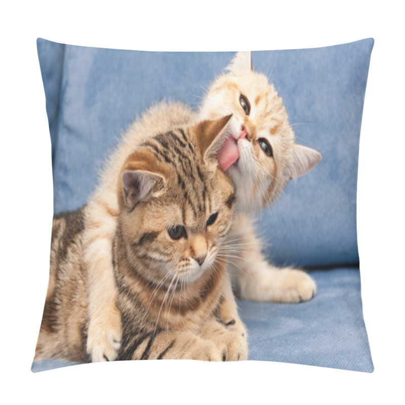 Personality  Golden British Kitten Hugs With Love His Girlfriend Cat And Licks Her Ear Tongue Pillow Covers