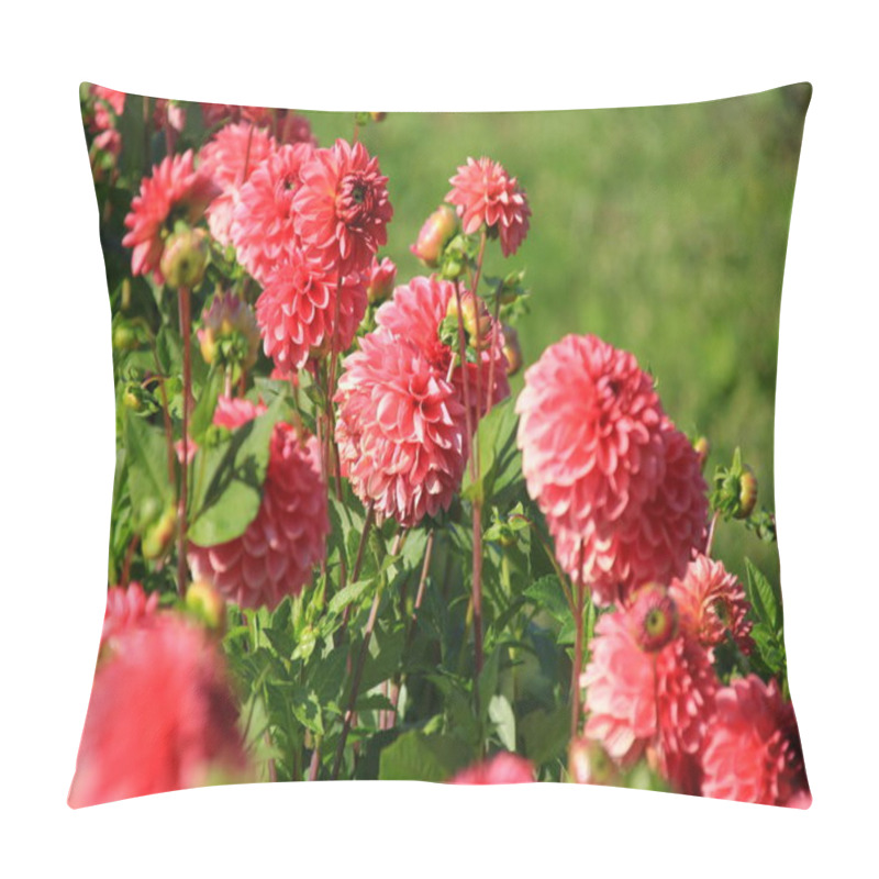 Personality  Red Asters Blooming In The Garden On A Sunny Summer Day Pillow Covers