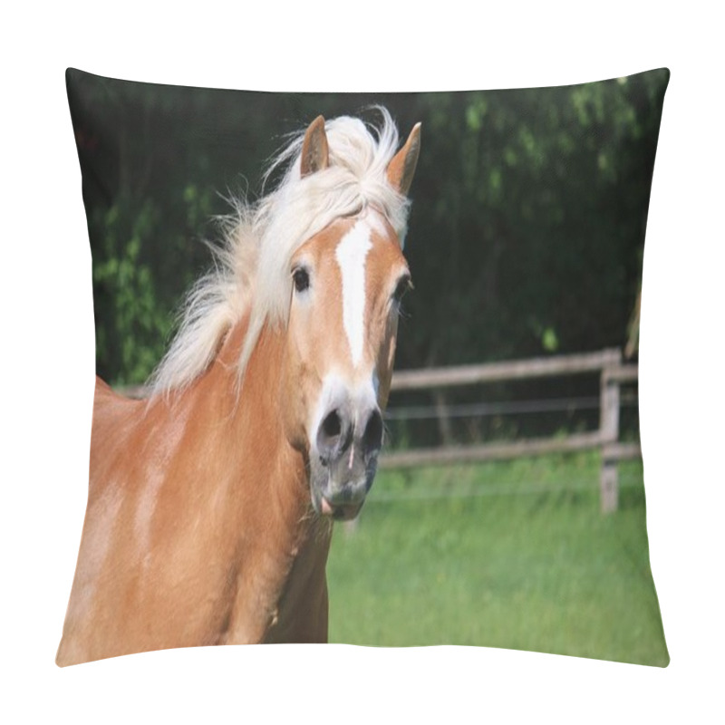 Personality  Head Portrait Of A Running Haflinger Horse On The Paddock Pillow Covers