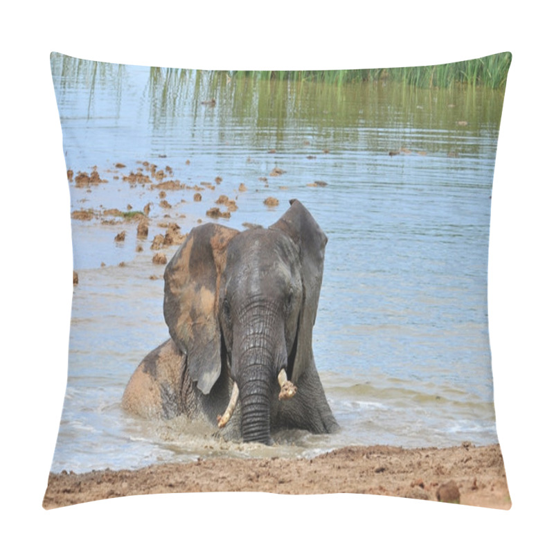 Personality  African Elephant Pillow Covers