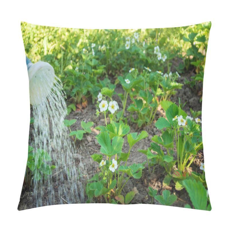 Personality  Watering Strawberries In The Evening On A Plantation For Good Harvest. Water From A Watering Can Pours Over Strawberry Bushes Pillow Covers