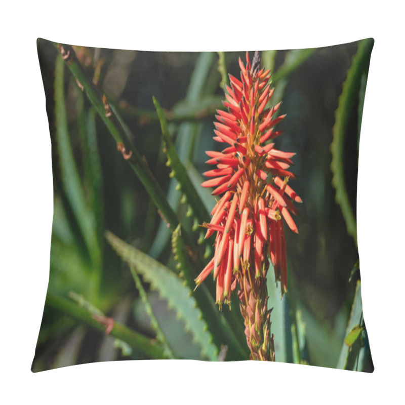 Personality  Close-up Of A Vibrant Red Aloe Flower Surrounded By Green Spiky Leaves, In Natural Sunlight. Pillow Covers