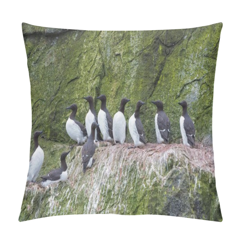 Personality  Thick-billed Murres (Uria Lomvia) Perched On Cliffs, Chukotka, Russia, Europe Pillow Covers