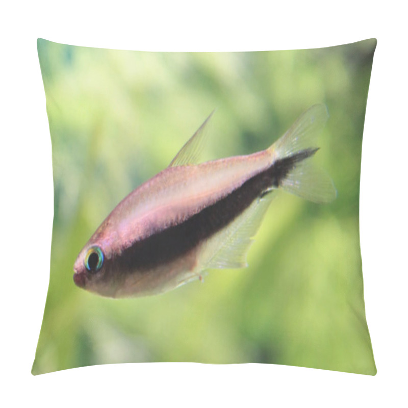 Personality  Tetra Palmeri Fish Pillow Covers