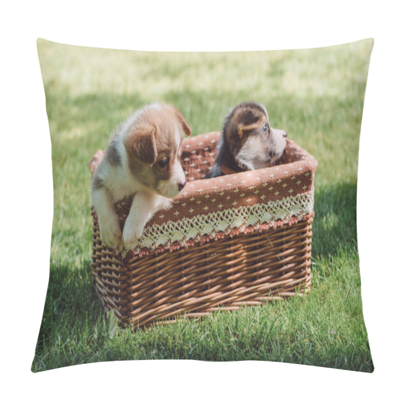 Personality  Cute Welsh Corgi Puppies In Wicker Box On Green Grassy Lawn Pillow Covers