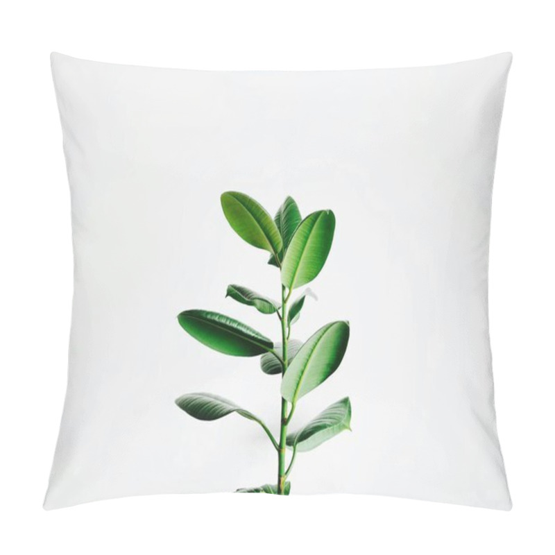 Personality  Close-up Of A Green Plant Against A White Background, Emphasizing Its Vibrant Leaves. Pillow Covers