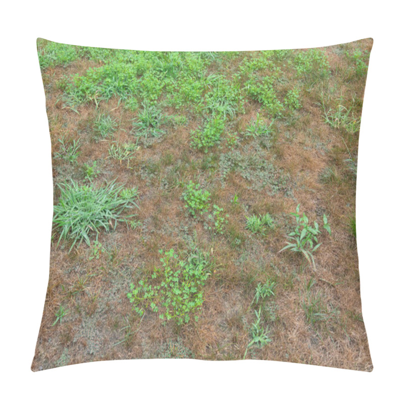 Personality  House Front Lawn Covered With Pesky Crabgrass Weeds Pillow Covers