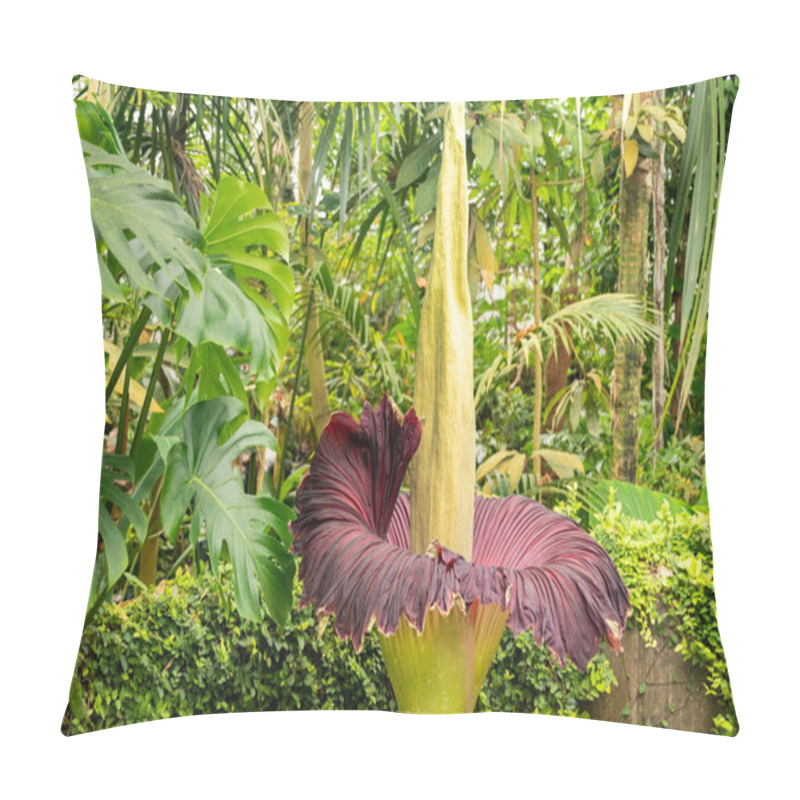 Personality  Zurich, Switzerland, May 24, 2023 Titan Arum Or Amorphophallus Titanum At The Botanical Garden Pillow Covers