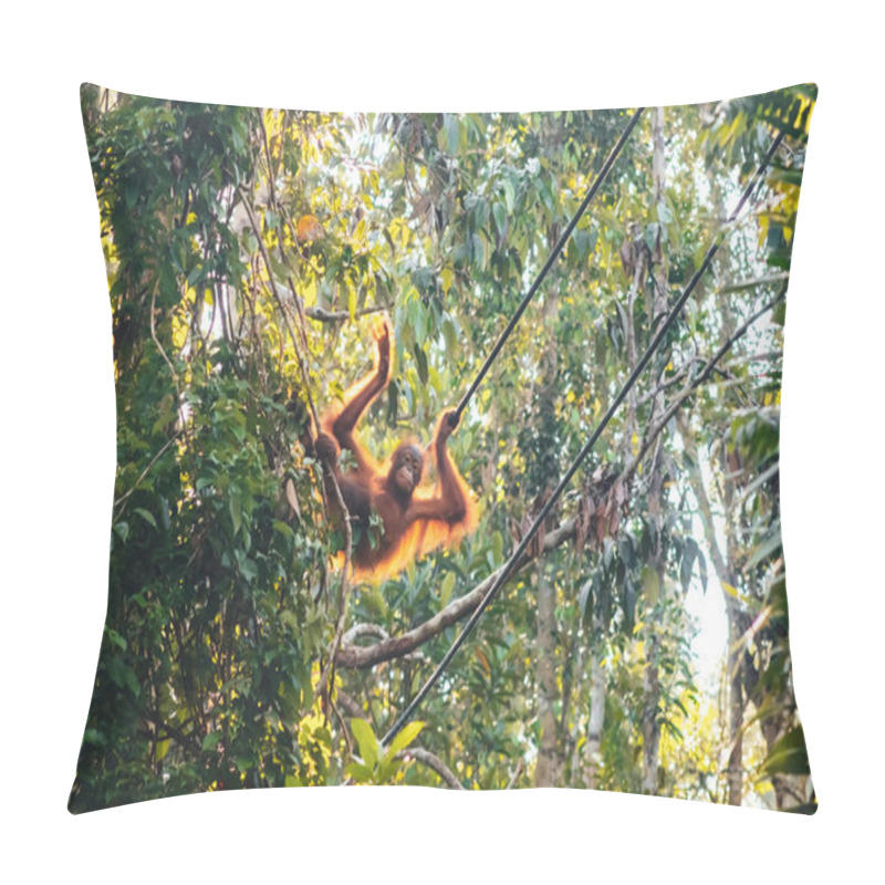 Personality  BORNEO / SARAWAK / MALAYSIA / JUNE 2014: Orangutans In The Semen Pillow Covers