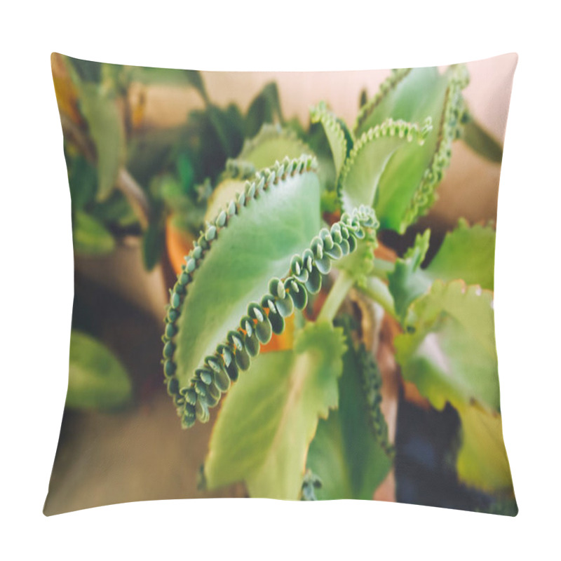 Personality  Mother Of Thousands, Mexican Hat Plant (Kalanchoe Pinnata) With Sprout. Pillow Covers