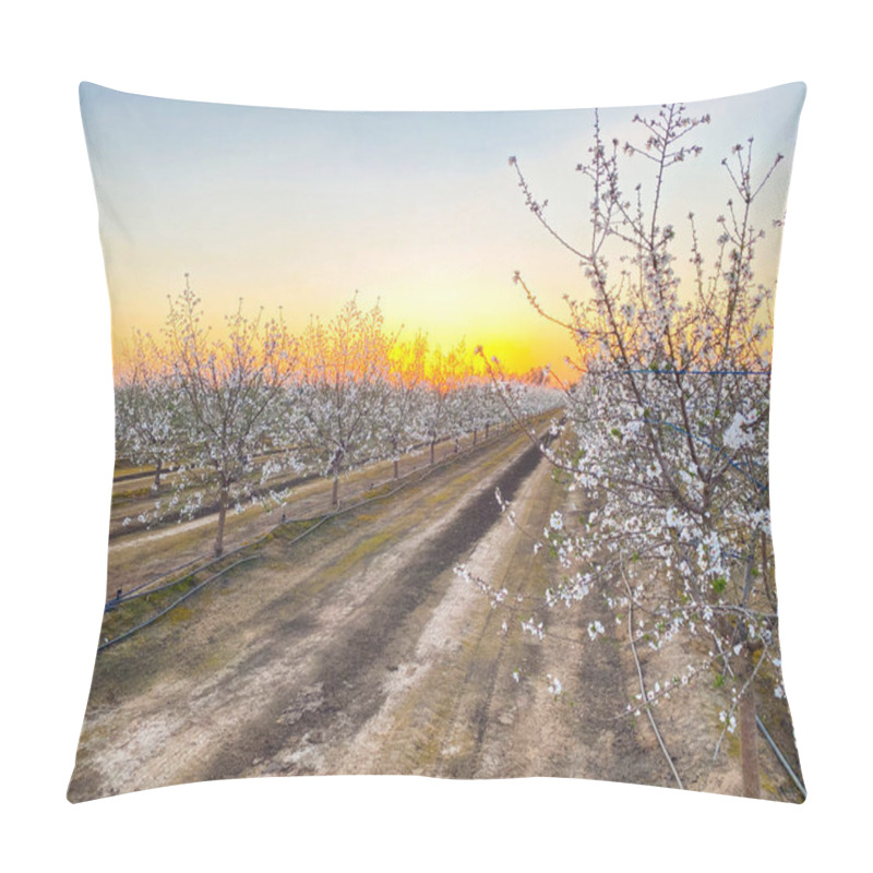 Personality  White Apricot Flower Blossoms At Sunset On Blossom Trail In Central Valley, California, With Copy Space Pillow Covers